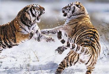 Poster - Siberian tigers Marcos y Cuadros